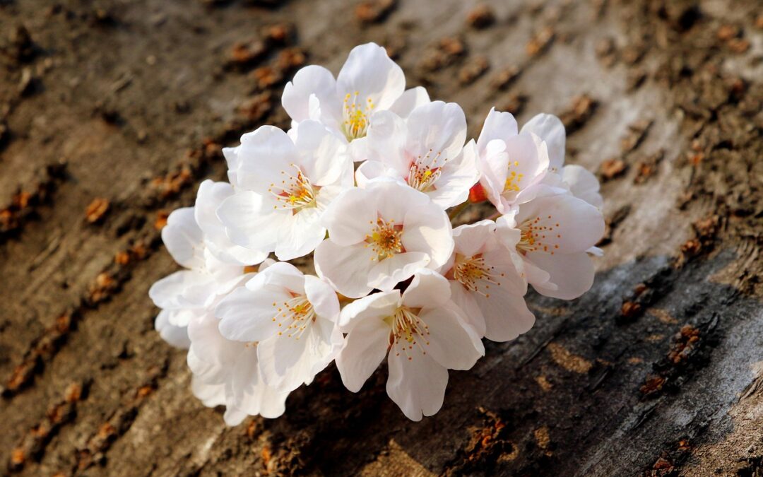 Leggende di fiori in Giappone: storie nascoste dietro i petali