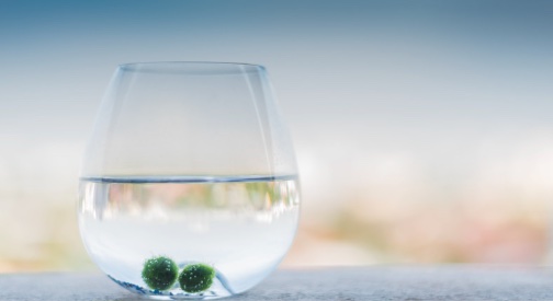 La leggenda dei Marimo: storia da ascoltare, leggere e stampare