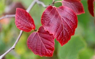 Momijigari: la caccia alle foglie rosse in Giappone